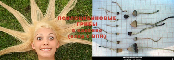 PSILOCYBIN Абинск